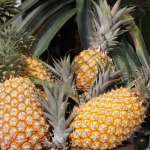 ananas