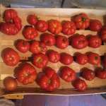 Conserves de tomates 1